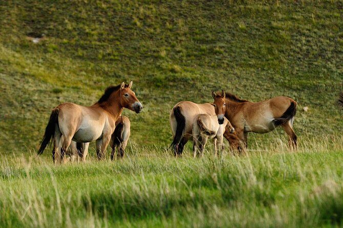1 Day Tour: Khustai National Park - Key details that shape your Khustai day