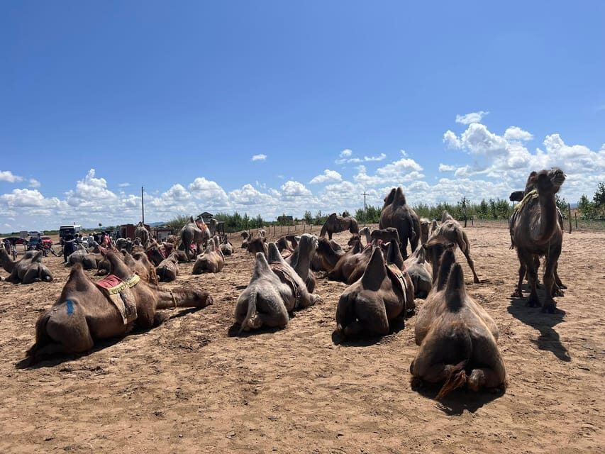 Camel Trails and Bird Tales: Discovering Elsen Tasarkhai - Mini Gobi by Car: The Road Logistics You Should Plan For