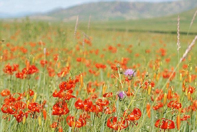Day Tour of Hustai National Park - Price and Time: What $175 Buys You (and What It Can’t Promise)