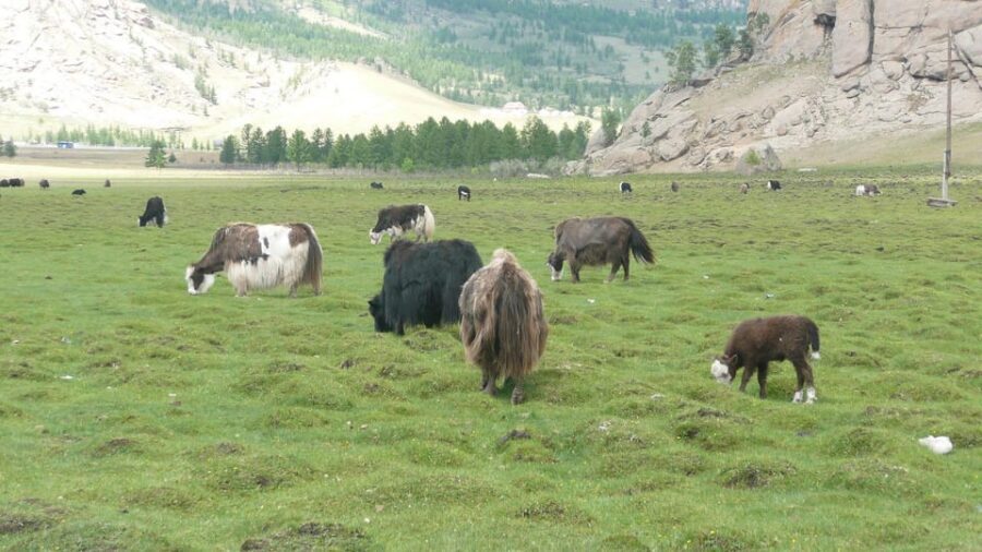 Guided Day Tour Terelj National Park Chinggis Khaan Statue - Zaisan Memorial: Your First Big View Over Ulaanbaatar