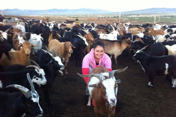 Overnight Semi-Gobi Tour with Nomadic HomeStay - Price and Value: What $234.88 Really Buys