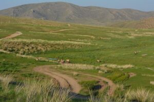 Private 3-Day Tour of National Parks From Ulaanbaatar - Day 1: Hustai National Park and the Takhi experience that feels real