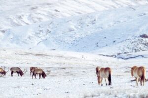 Private Day Tour in Hustai Nuruu National Park - Why Khustain Nuruu Matters for the Takhi