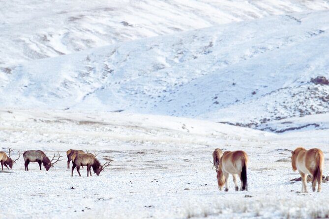 Private Day Tour in Hustai Nuruu National Park - Why Khustain Nuruu Matters for the Takhi