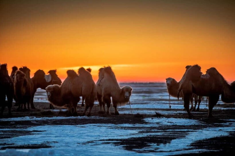 Ulaanbaatar: 4-Day Central Mongolia Winter Tour - A Winter Mongolia Road Trip With Camel, Hot Springs, and Frozen Lakes