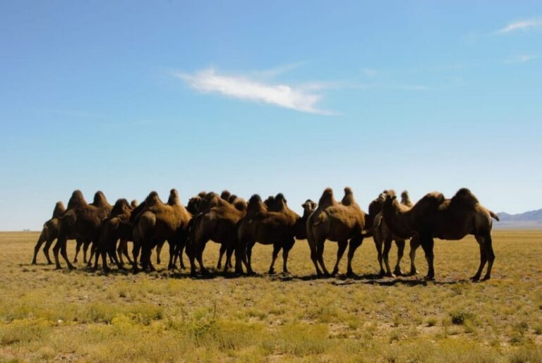 Ulaanbaatar: Semi-Gobi Desert Day Trip & Camel Ride - Elsen Tasarkhai Hike: Wildlife and High-Altitude Stillness